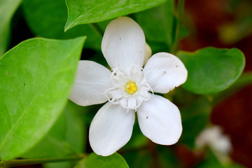 white flower in bloom with green leaves blurred background of Orange jasmine (Philadelphus)