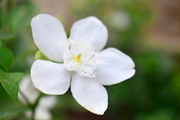 white flower in bloom with green leaves blurred background of Orange jasmine (Philadelphus)