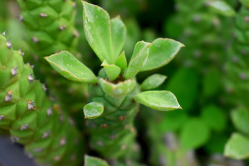 Close Up focus on Green leaves of plant in Cactus family