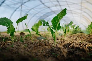 Nahaufnahme einer jungen roten Kohlrabi Pflanze im Gewächshaus. Geringe, selektive Schärfe