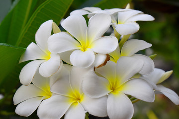 Fototapeta na wymiar White and yellow flower of Plumeria or Frangipani with green leave blurred Background