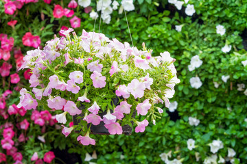 Obraz na płótnie Canvas Pink petunia flower blossom in hanging flower pot at ornamental garden