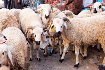 Sheep on animal market, Morocco 