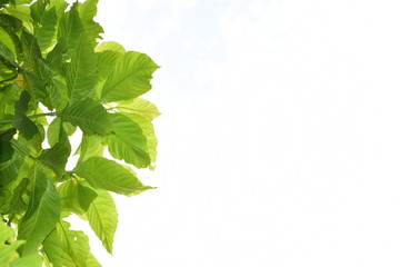 green leaves on natural white background with copy space for your text. Concept for the natural leaf background. 