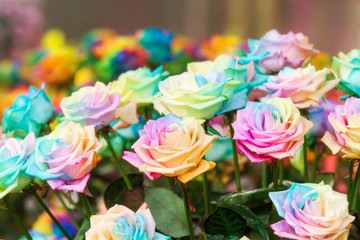 Fototapeta na wymiar Group of blossom rainbow rose decorated in flower garden