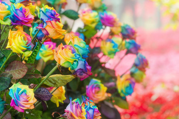 Fototapeta na wymiar Group of blossom rainbow rose decorated in flower garden
