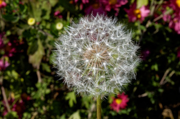 dandelion seed head