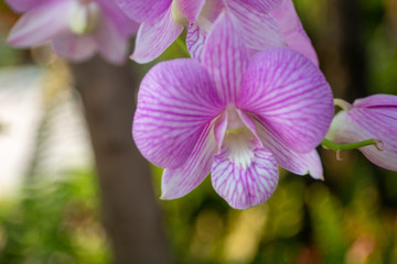 Beautiful orchid flower on natural background.  