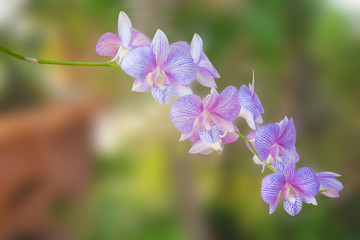Beautiful orchid flower on natural background.  