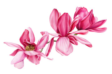 Naklejka na ściany i meble branch of pink magnolia on an isolated white background, watercolor flowers