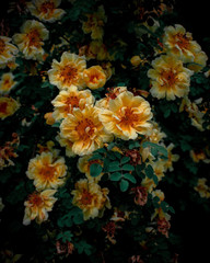 Fototapeta na wymiar Yellow rose bush