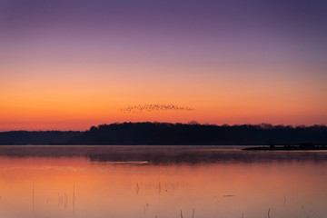 Fototapeta na wymiar Morning sunrise at the lake with birds
