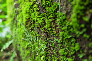 Freshness green moss texture on stone in tropical jungle and rainforest