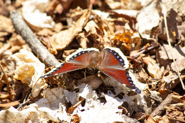 Mourning Cloak