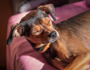 Miniature pinscher puppy rest at home. Selective focus.