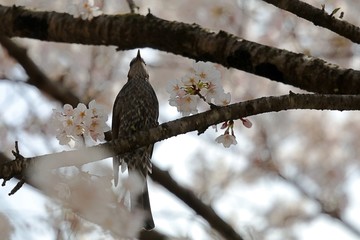 樹上のヒヨドリ