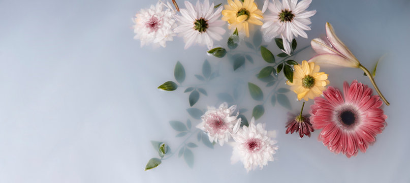 Fototapeta Arrangement of therapeutical flowers