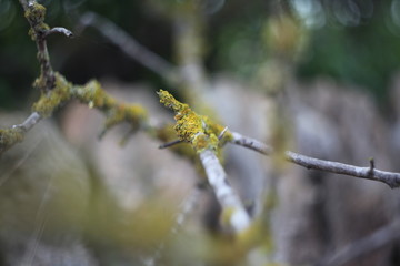 naturaleza viva