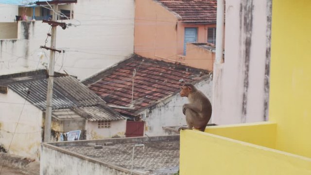 Wild monkey animal living in indian city posing on rooftops slow motion. Funny macaque sitting on roof edge on urban buildings background. Travel tourism vacation ecology protection concept