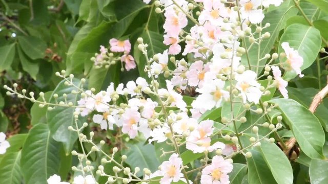 Lagerstroemia Speciosa