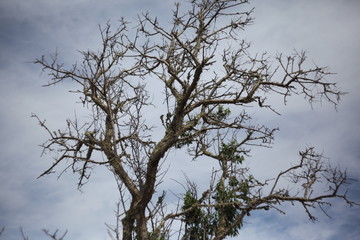 naturaleza viva