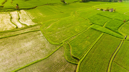 Terrace rice fields. Bali Indonesia. Aerial view.