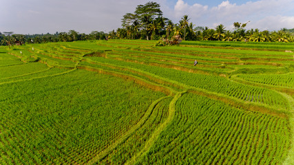Fototapeta na wymiar Terrace rice fields. Bali Indonesia. Aerial view.