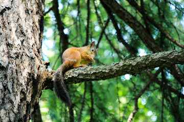 Naklejka na ściany i meble Squirrel on a tree branch in the summer in the park