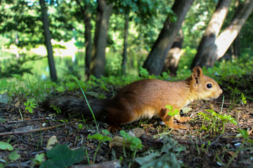 Naklejka na ściany i meble Squirrel in the summer in the park, close-up