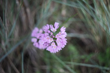 flora y fauna silvestre