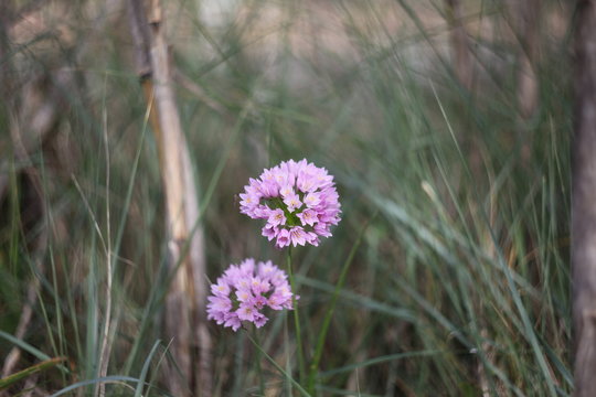 flora y fauna silvestre