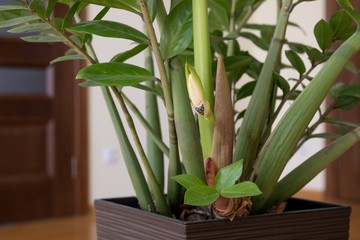Zamiokulkas plant flowering. The plant grows in a flowerpot in house conditions	