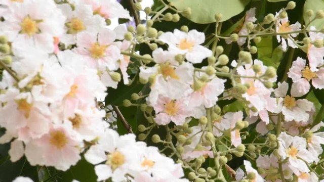 Lagerstroemia Speciosa