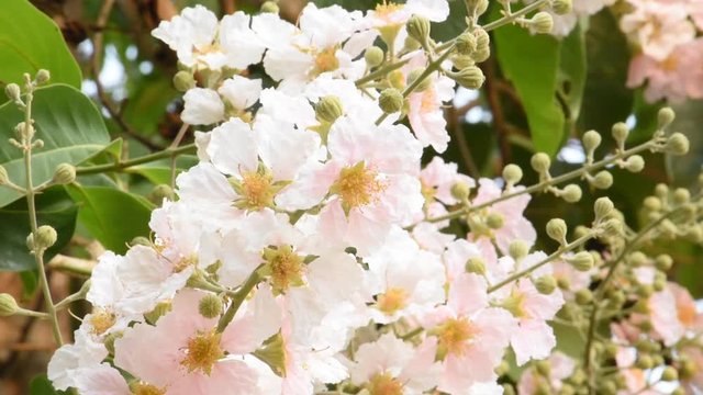 Lagerstroemia Speciosa
