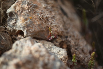 flora y fauna silvestre