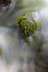 Close up of stone in river with green overgrowth. Long exposure of a mountain stony creek inside in the forest.
