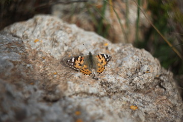 mariposa silvestre