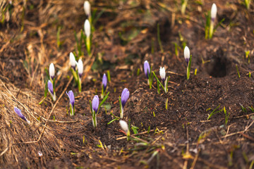 spring crocus flowers