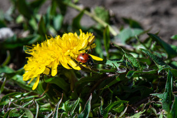 Close up of ladybird on dandelion flower. eco background
