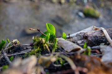 the first grass. The germination of grass after winter. Green shoots of grass. Spring awakening of nature. Beautiful grass and flowers. Grass in the forest. Bokeh effect with space for text