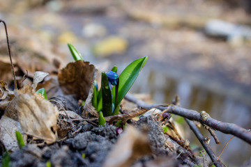 Snowdrops, the first spring wild flowers in the forest. Snowdrops on the background for the test. bouquet of flowers. the first flowers