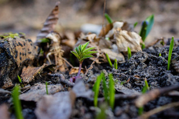 the first grass. The germination of grass after winter. Green shoots of grass. Spring awakening of nature. Beautiful grass and flowers. Grass in the forest. Bokeh effect with space for text