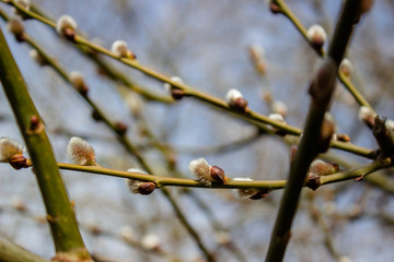  The first signs of spring expressions: blooming willow-catkins. Macro shot of blossoming pussy-willow with pollen. White and yellow details. Twigs of willow.   flowering willow twig in spring