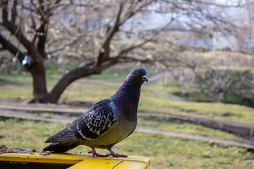 Pigeon on a ground or pavement in a city. Pigeon standing. Dove or pigeon on blurry background. Pigeon concept photo. 