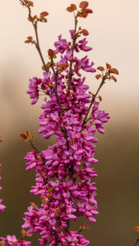 Close-up view branch of blooming judas tree on a blurred background
