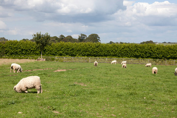 Obraz premium Saint Austell (England), UK - August 19, 2015: Devon & Cornwall longwool sheep farm in The Lost Gardens of Heligan, Cornwall, England, United Kingdom.