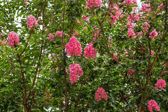 Bright pink flowers of Indian lilac against green foliage