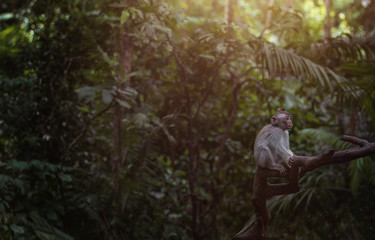 Naklejka na ściany i meble Portrait of a monkey on a tree in Sacred Monkey Forest Sanctuary Ubud Bali Indonesia 