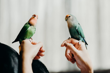 Woman liviing with Lovebird on hand with in livingroom.