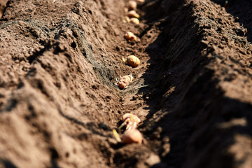 Process of planting potato field in the vegetable garden, close up.